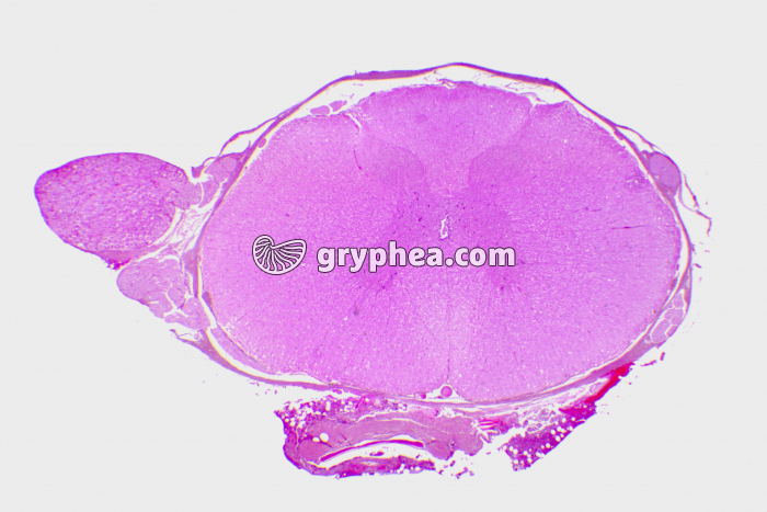 Moelle épinière avec ganglion rachidien x3 - gryphea.com